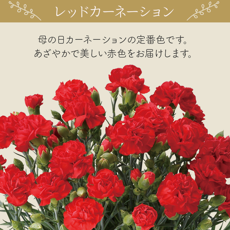 【母の日】カーネーション（レッド） 母の日カード付【受注締切：4月30日(木)】 セット: カーネーション（レッド）単品