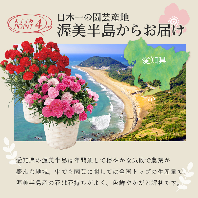 【母の日】カーネーション（ピンク） 母の日カード付【受注締切：4月30日(木)】 セット: カーネーション（ピンク）単品