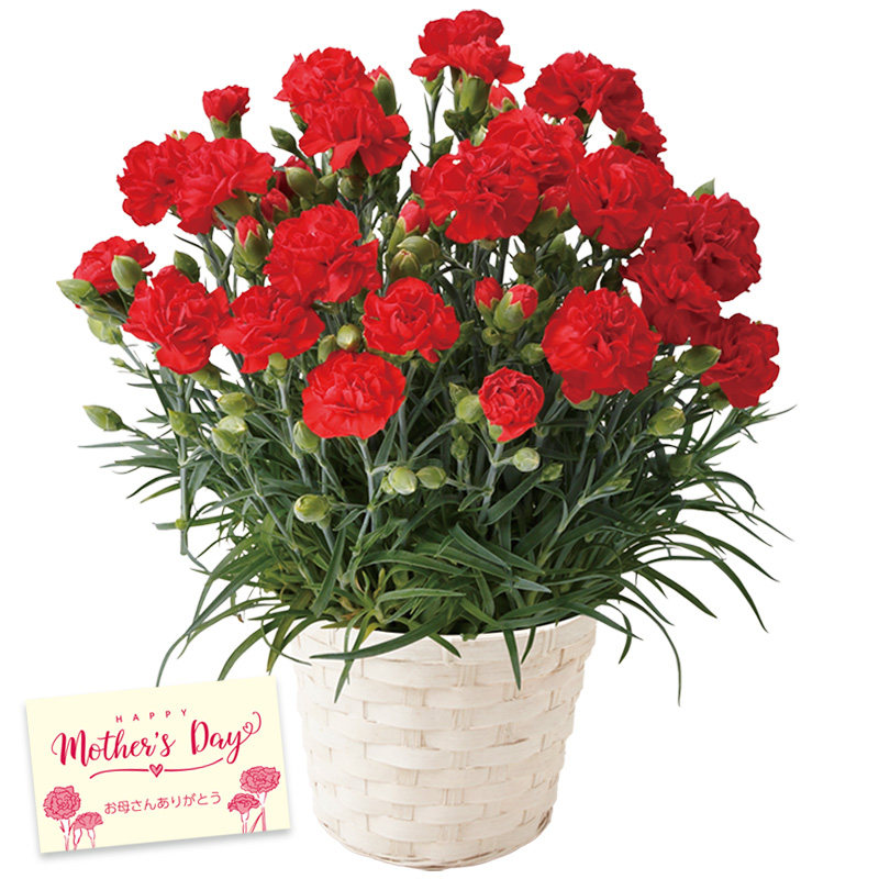 【母の日】カーネーション（レッド） 母の日カード付【受注締切：4月30日(木)】 セット: カーネーション（レッド）単品