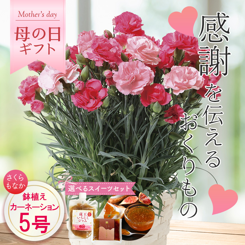 【母の日】カーネーション（さくらもなか） 母の日カード付【受注締切：4月30日(木)】 セット: カーネーション（さくらもなか）単品