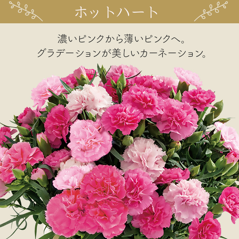 【母の日】カーネーション（ホットハート） 母の日カード付【受注締切：4月30日(木)】 セット: カーネーション（ホットハート）単品