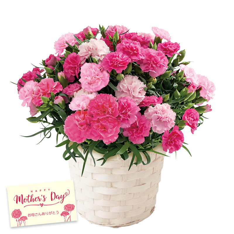 【母の日】カーネーション（ホットハート） 母の日カード付【受注締切：4月30日(木)】 セット: カーネーション（ホットハート）単品