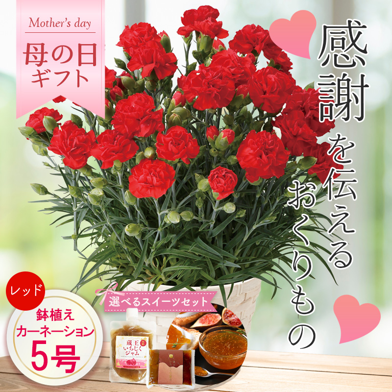 【母の日】カーネーション（レッド） 母の日カード付【受注締切：4月30日(木)】 セット: カーネーション（レッド）単品