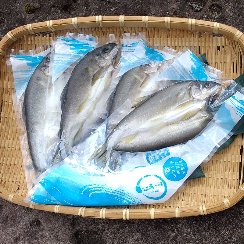 【高知】四万十味紀行 鮎の一夜干し  4尾 熨斗対応可 産地直送 お取り寄せ