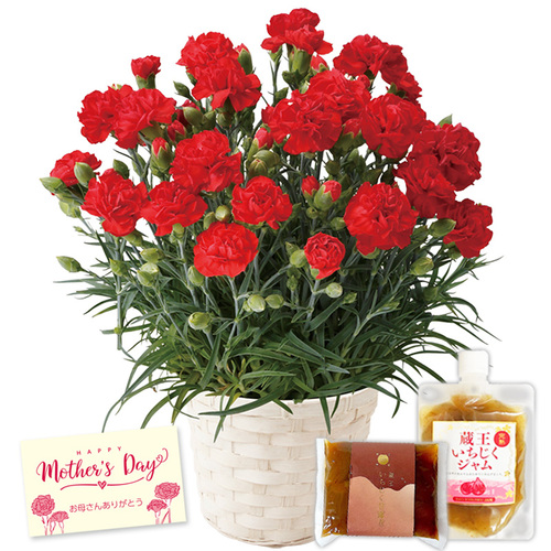 鉢植えレッドカーネーション