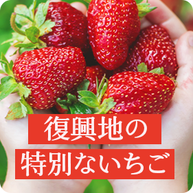 復興の地で育まれた特別ないちご