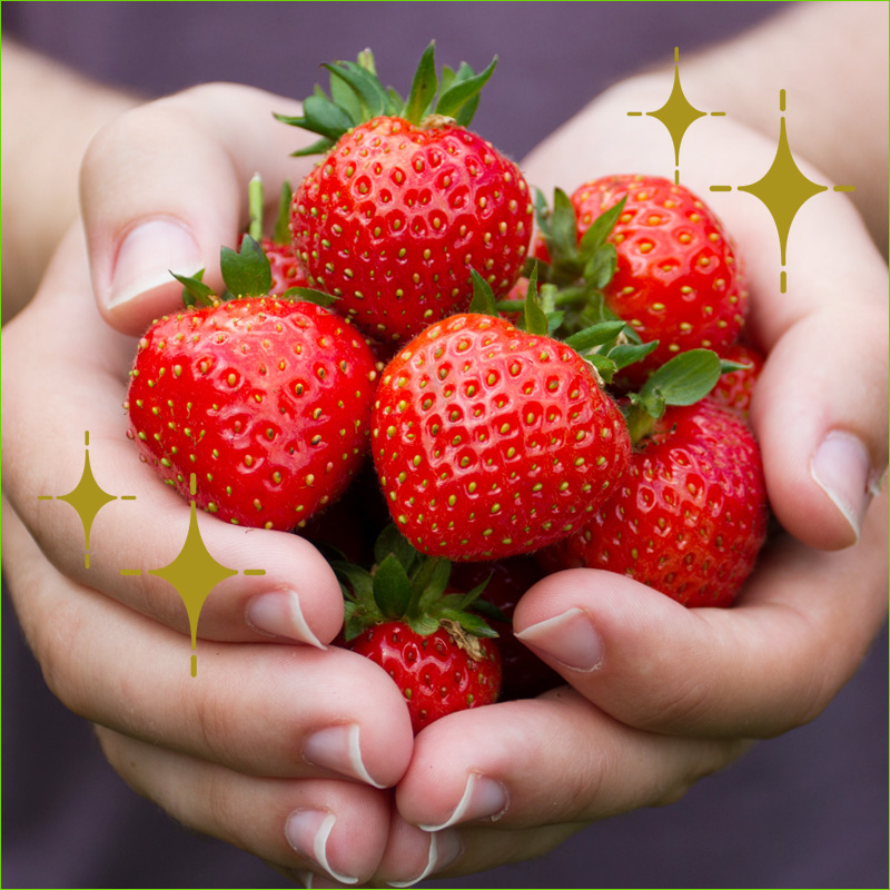 震災を乗り越えた特別ないちご