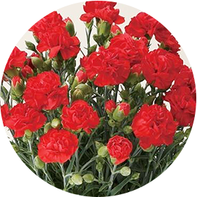 フラワーギフト