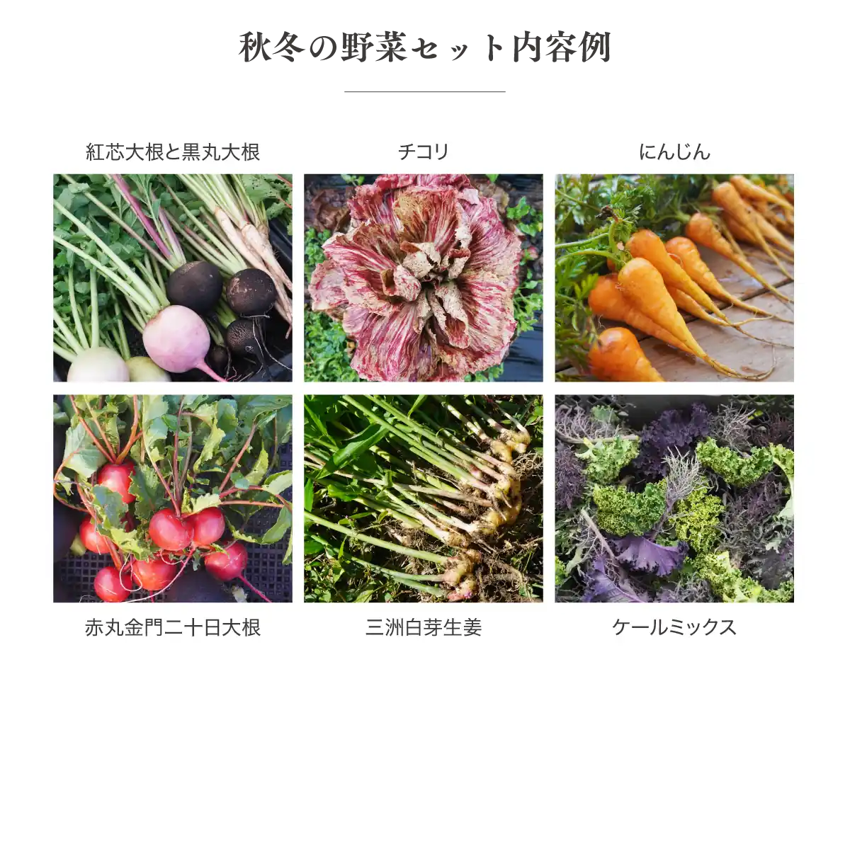 秋冬の野菜セット内容例
