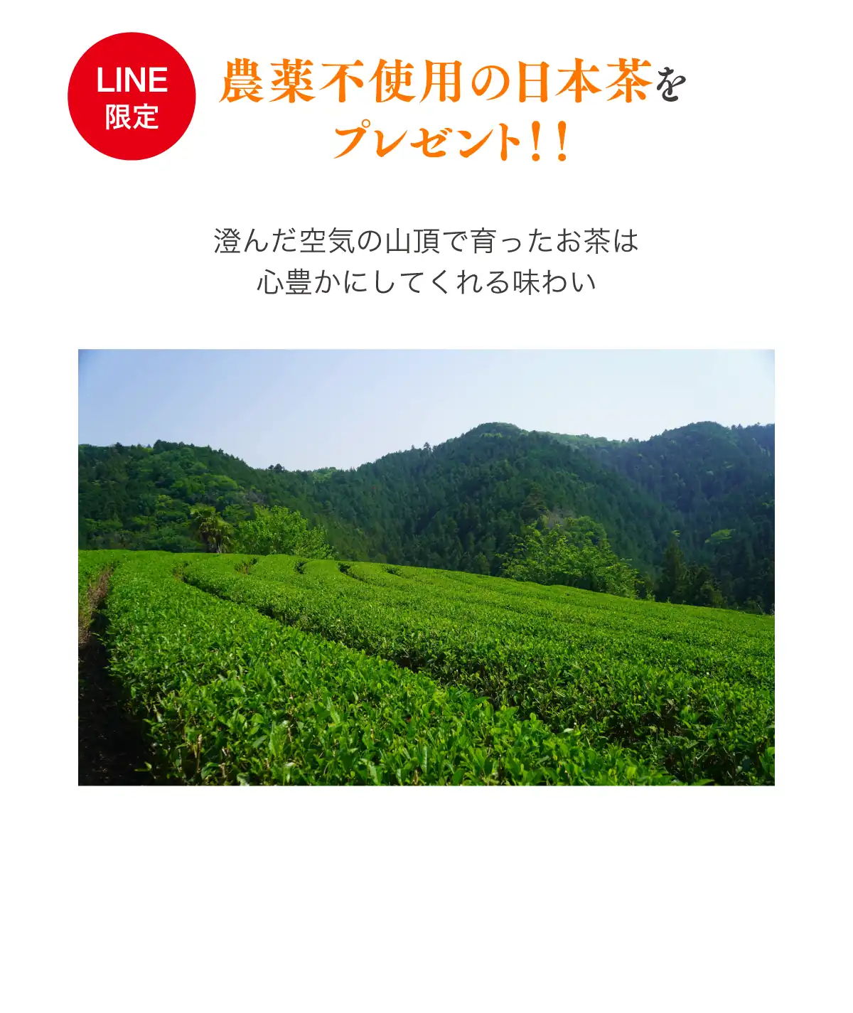 LINE限定　農薬不使用の日本茶をプレゼント！