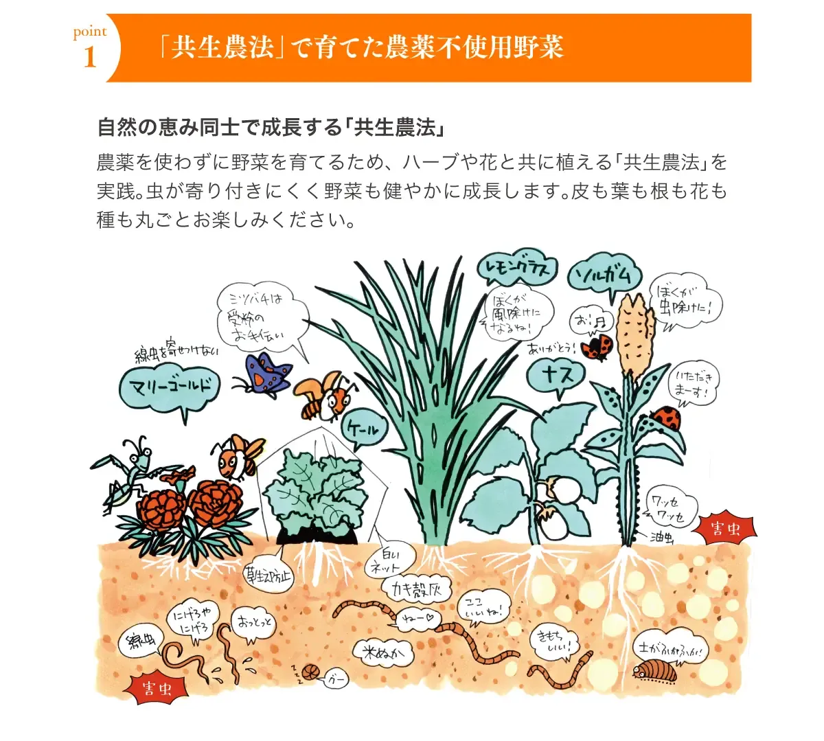 ポイント1 「共生農法」で育てた農薬不使用野菜