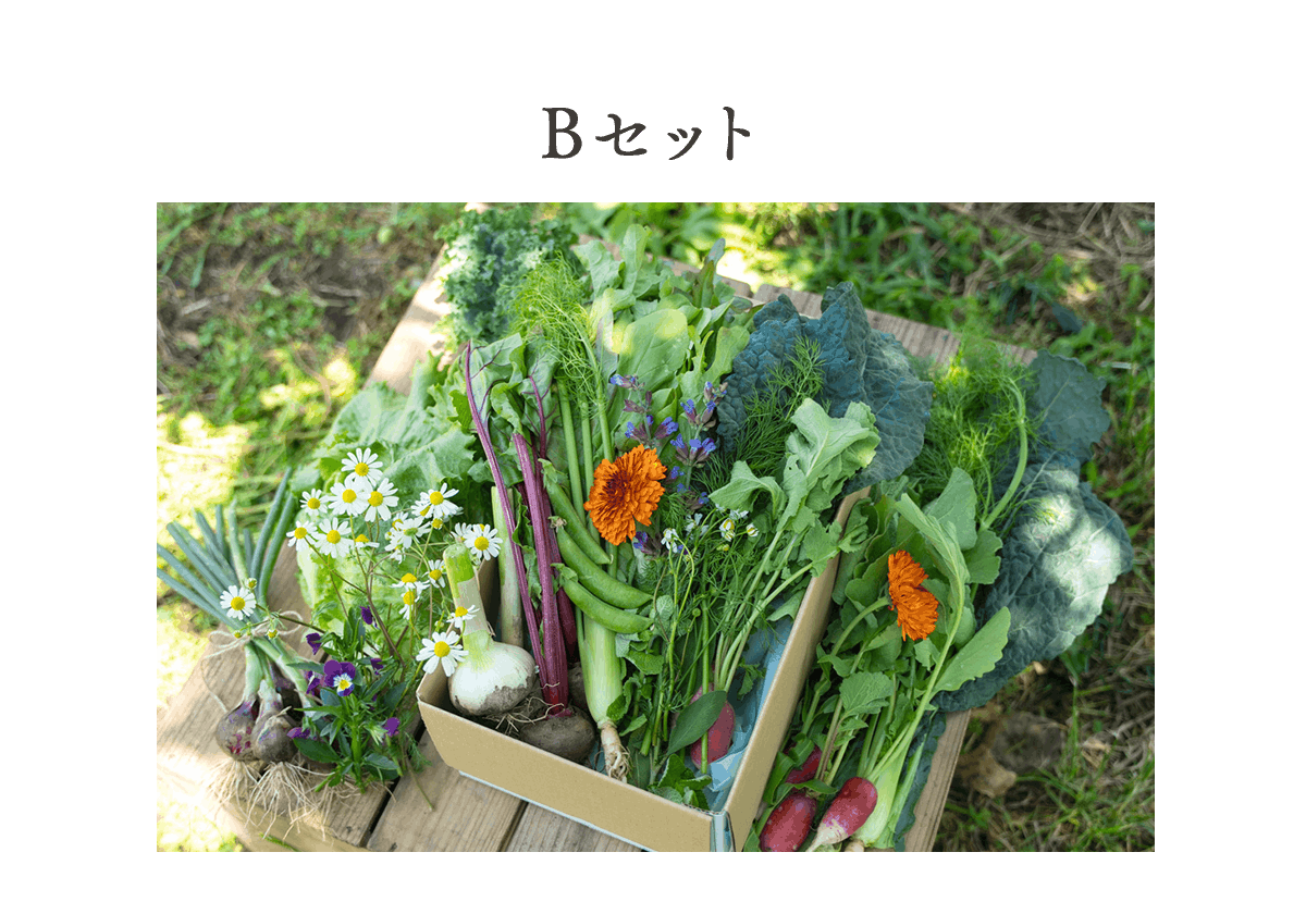 野菜セット