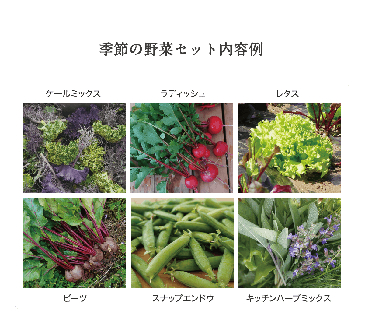 季節の野菜セット内容例
