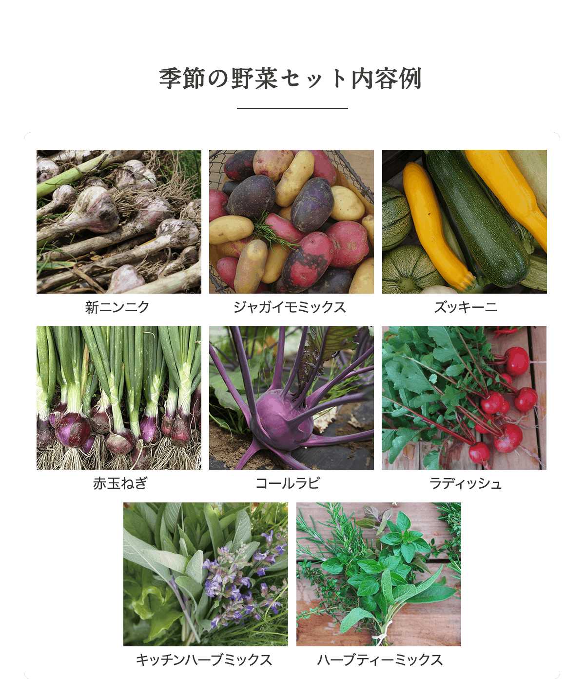 季節の野菜セット内容例