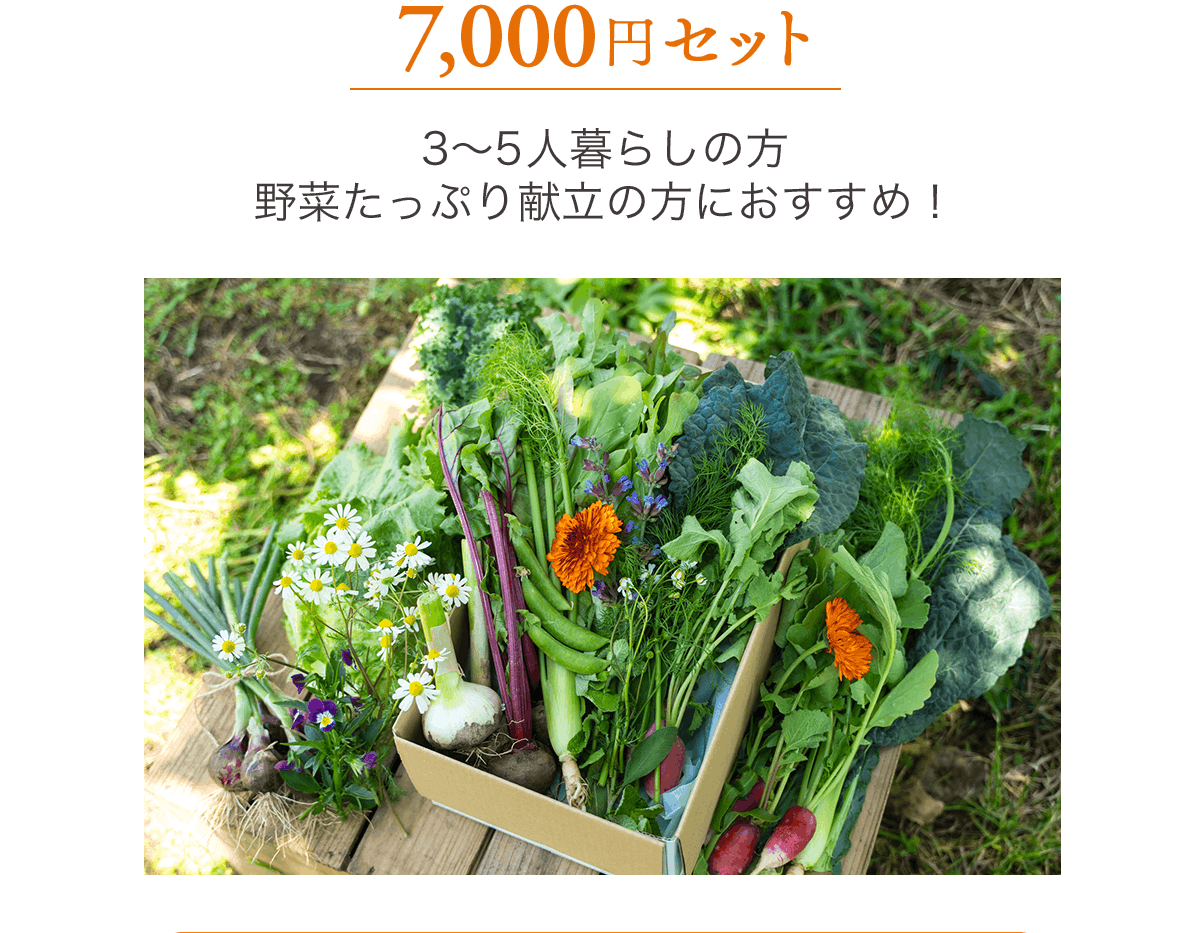 野菜セット