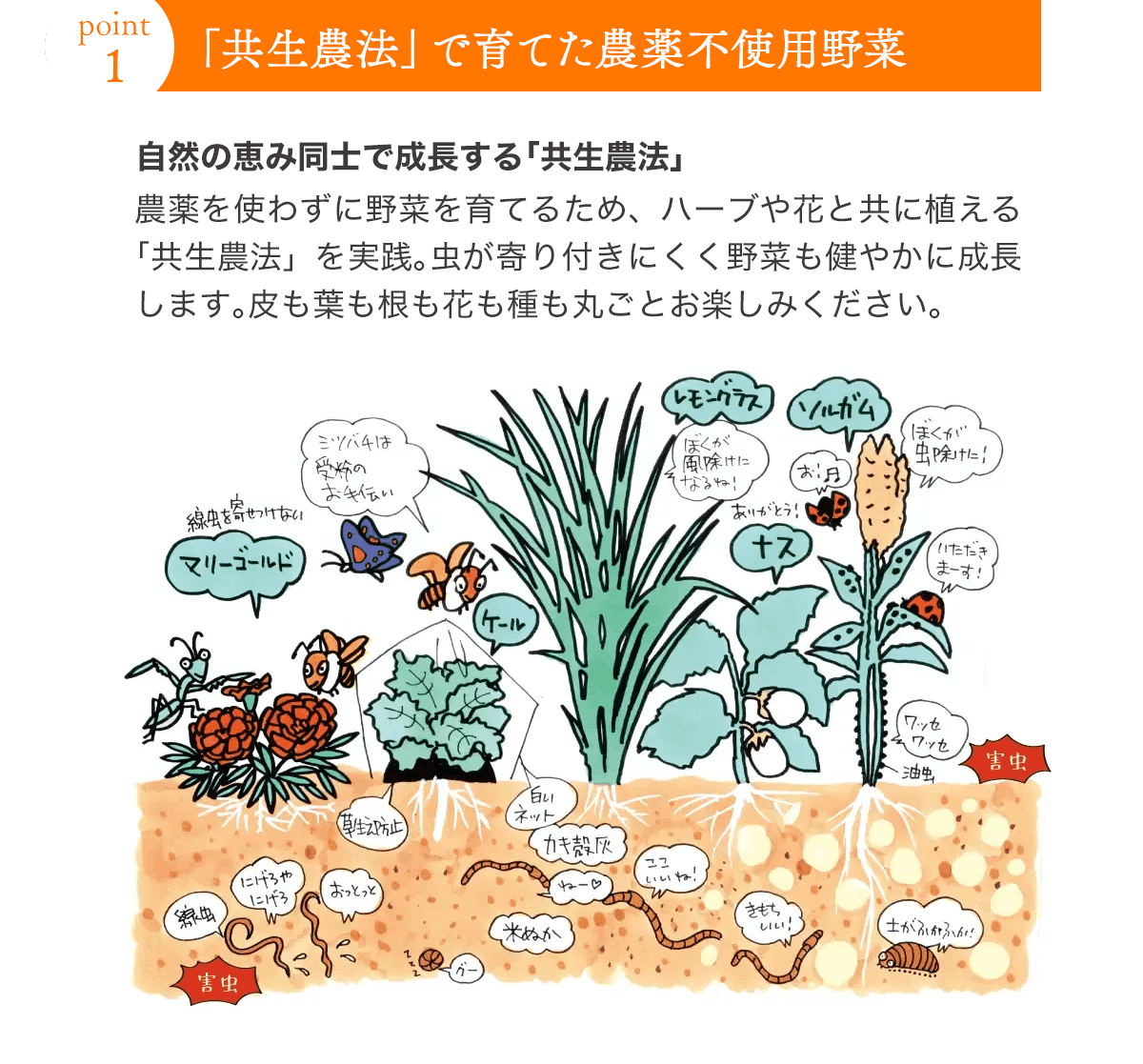 ポイント1 「共生農法」で育てた農薬不使用野菜