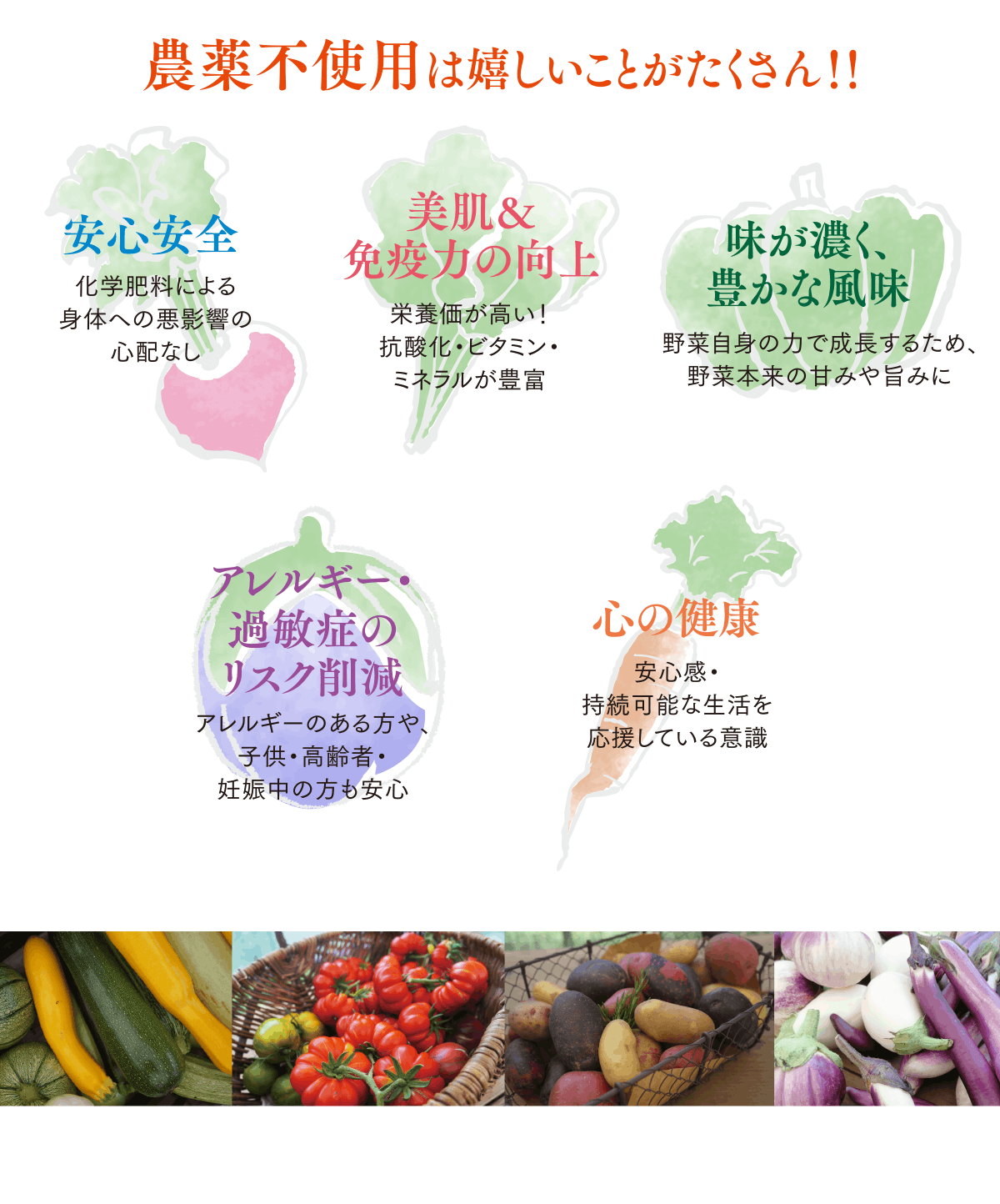エレクトーレ 農薬不使用 季節の野菜セット