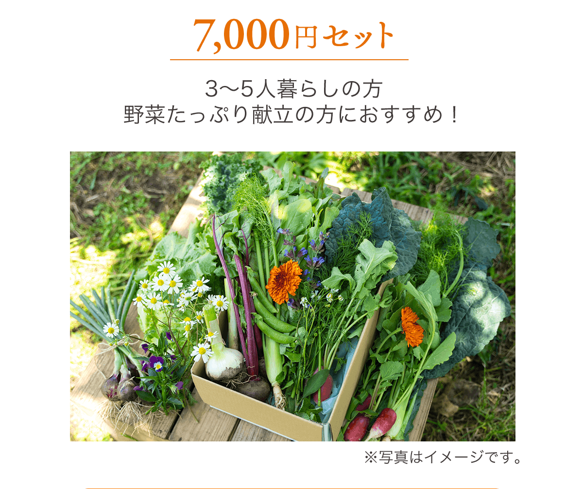 野菜セット