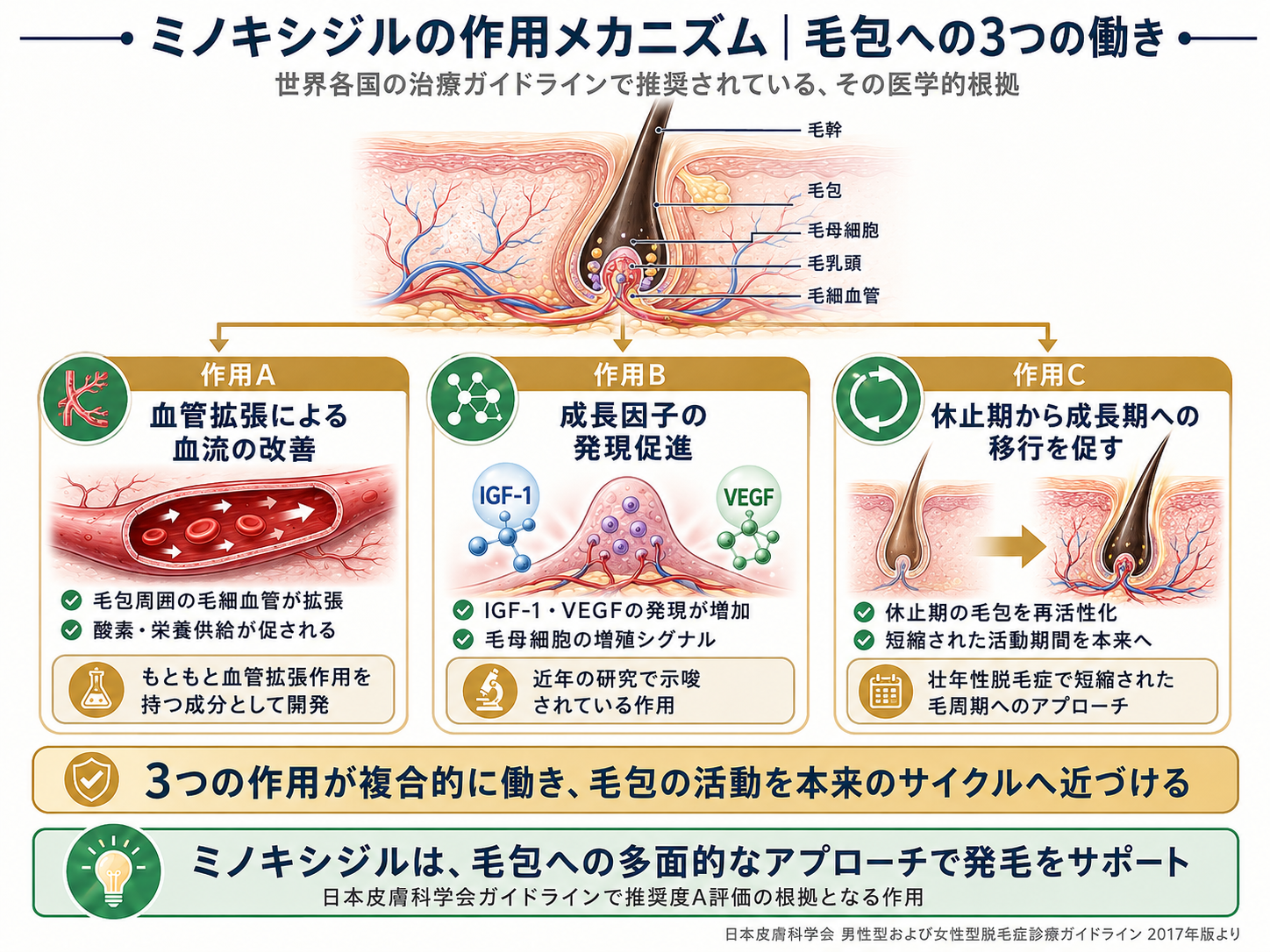 ミノキシジルの作用メカニズム図解