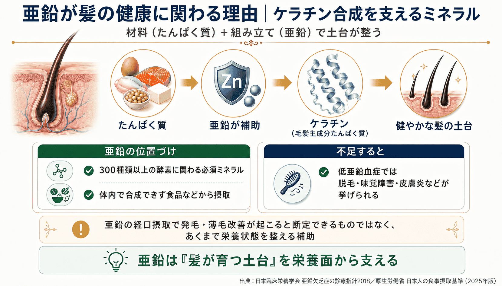 髪の毛と亜鉛の関係