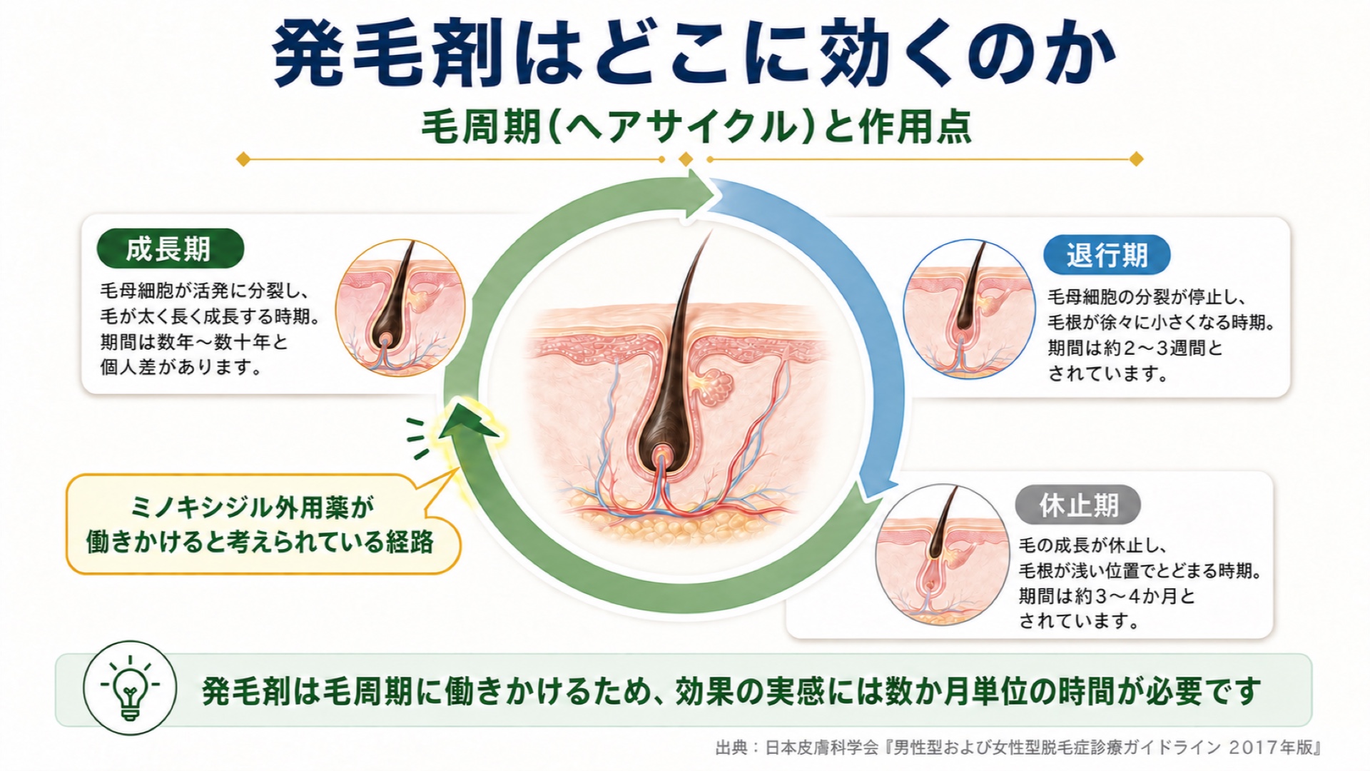 発毛剤はどこに効くのか