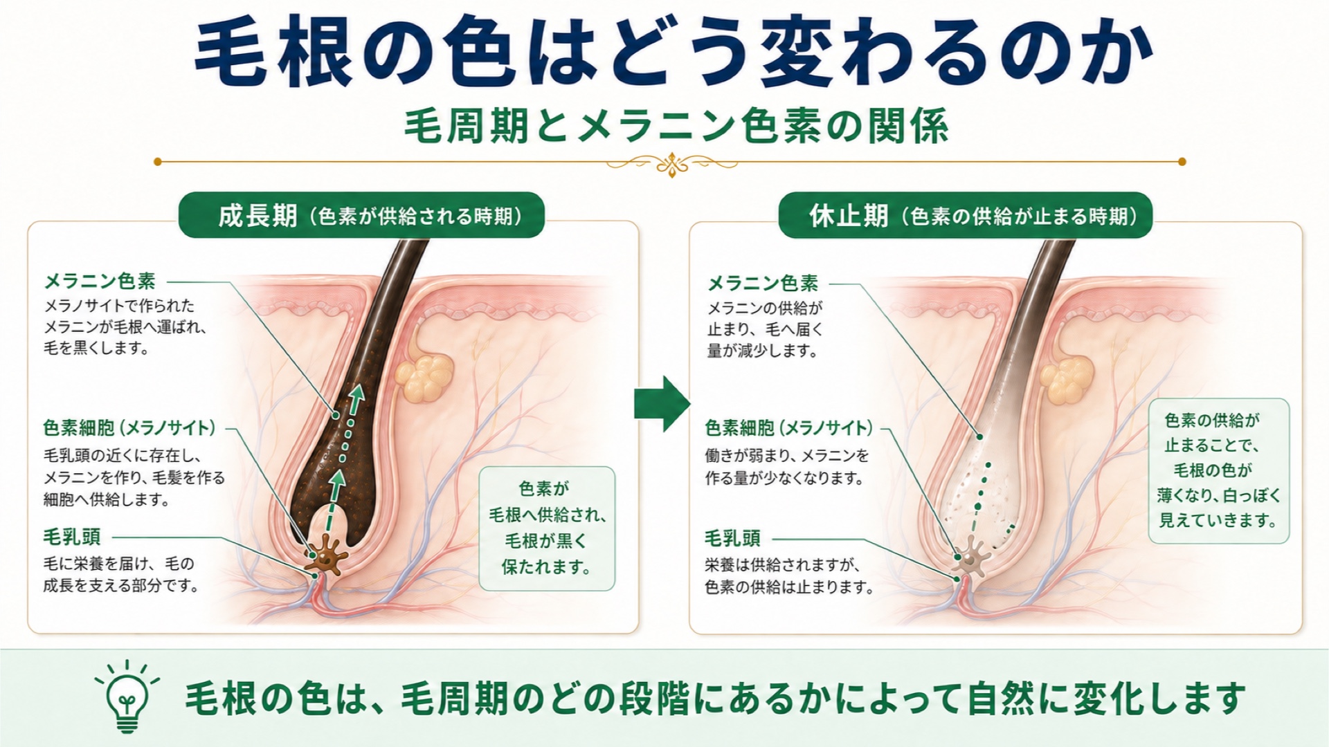毛根の色はどう変わるのか
