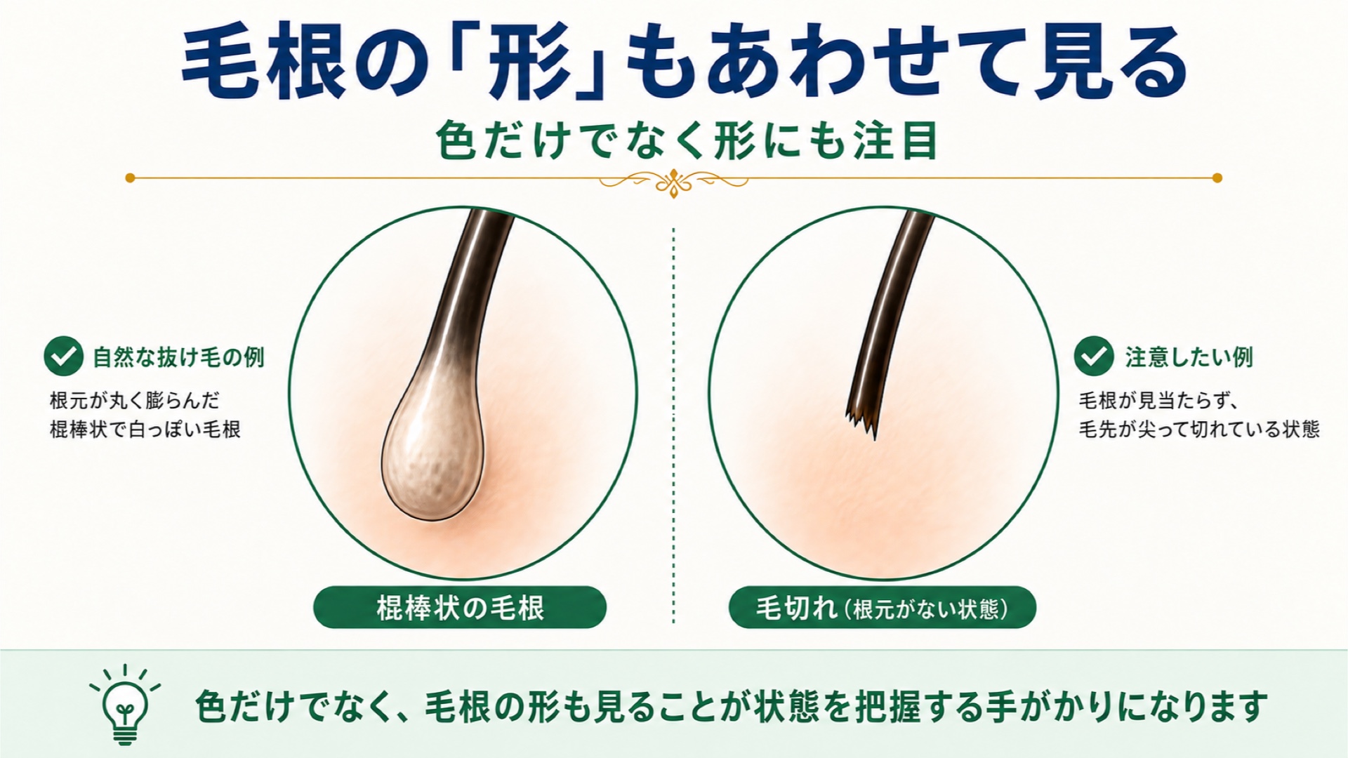 毛根の形もあわせて見る