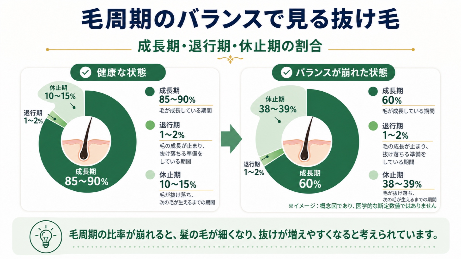 毛周期のバランスで見る抜け毛