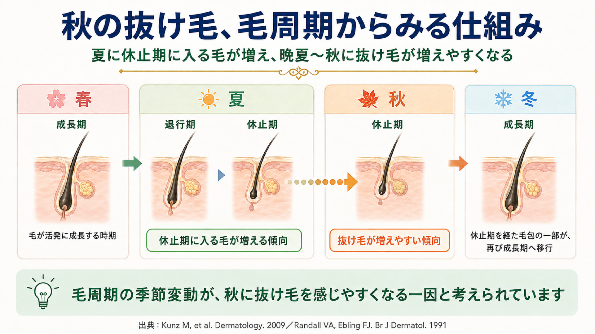 秋の抜け毛、毛周期からみる仕組み
