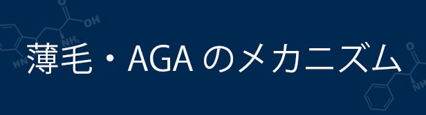 薄毛・AGAのメカニズム