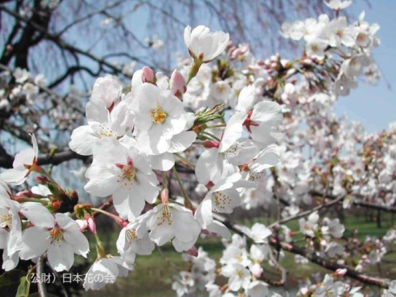 桜の花柄 おむつカバー 【公式通販】