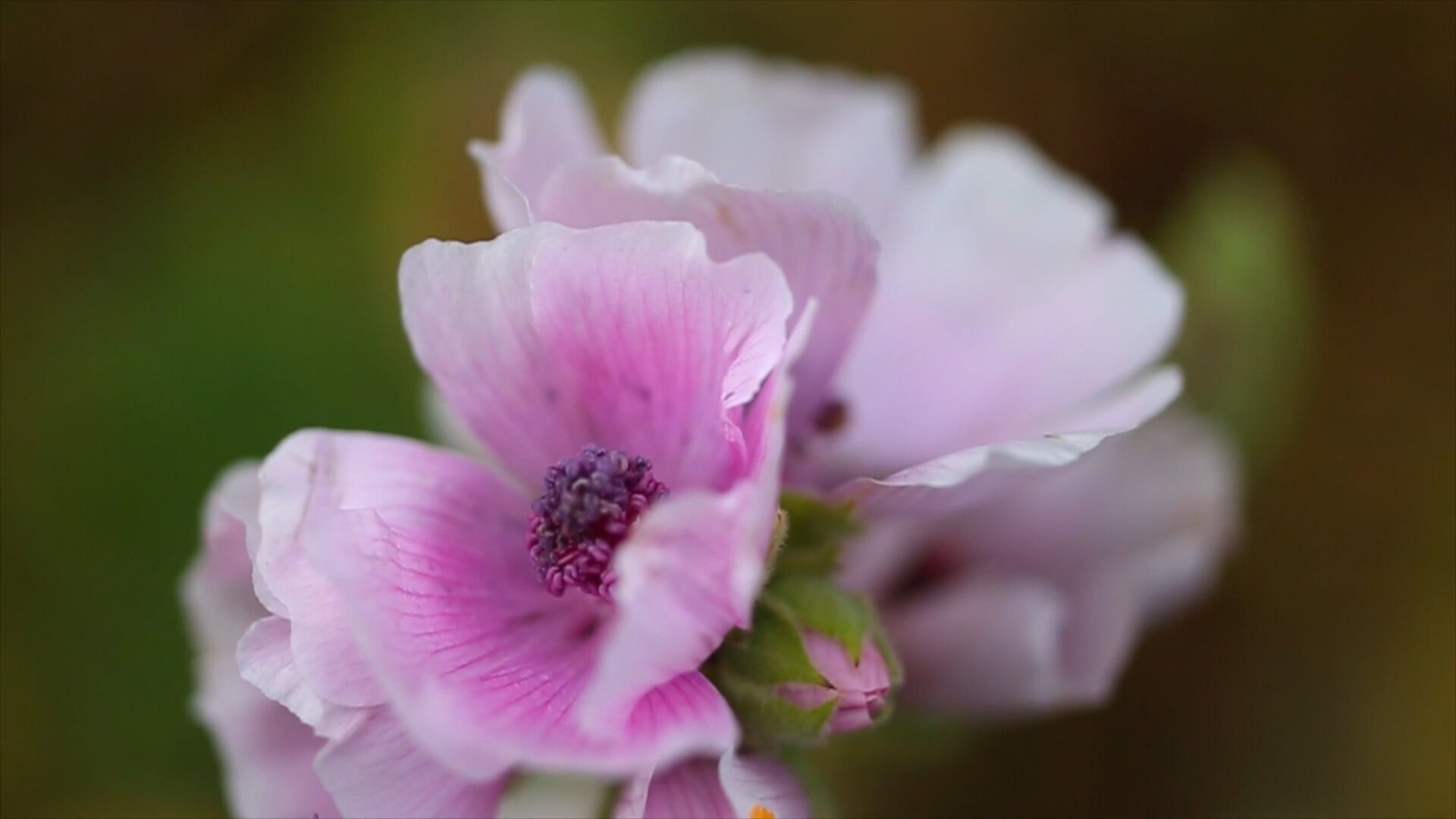 マーシュマロウ