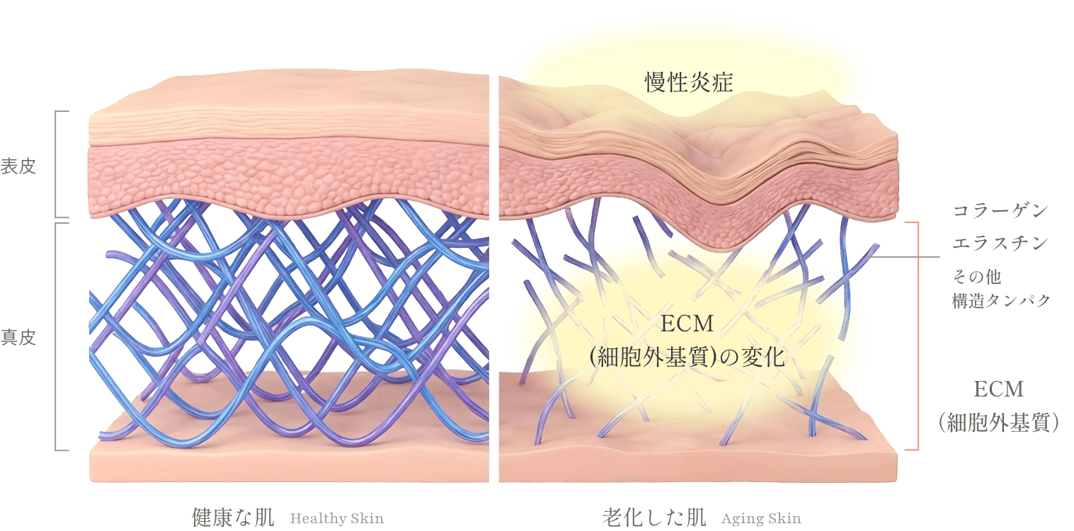 ECM(細胞外基質)の変化