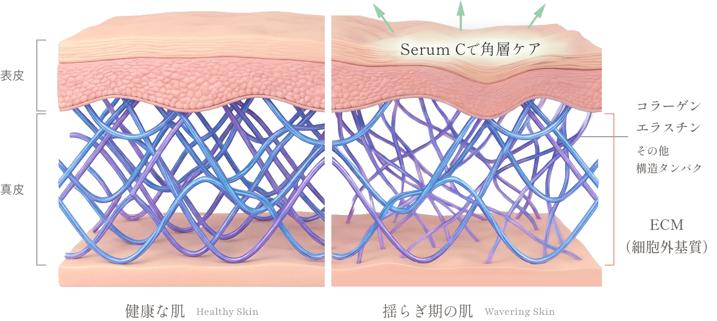 ECM（細胞外基質）を含む肌構造の模式図です。