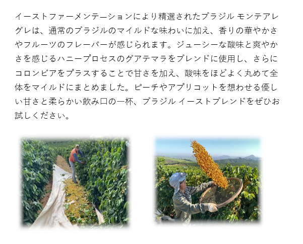 【期間限定】ブラジルイーストブレンド100ｇ 形状: 豆