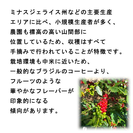 【期間限定】ブラジル シトラスブレンド100ｇ 形状（豆or粉）: 豆