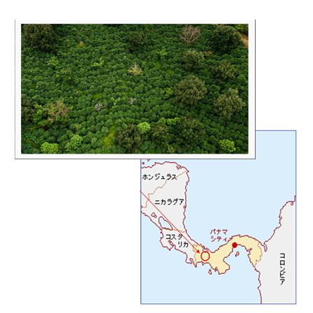 【数量・期間限定】ゲイシャブレンド100ｇ 形状（豆or粉）: 豆