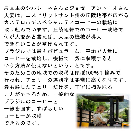 【完全予約限定販売】ブラジル シティオ カンティージョ100g 形状（豆or粉）: 豆