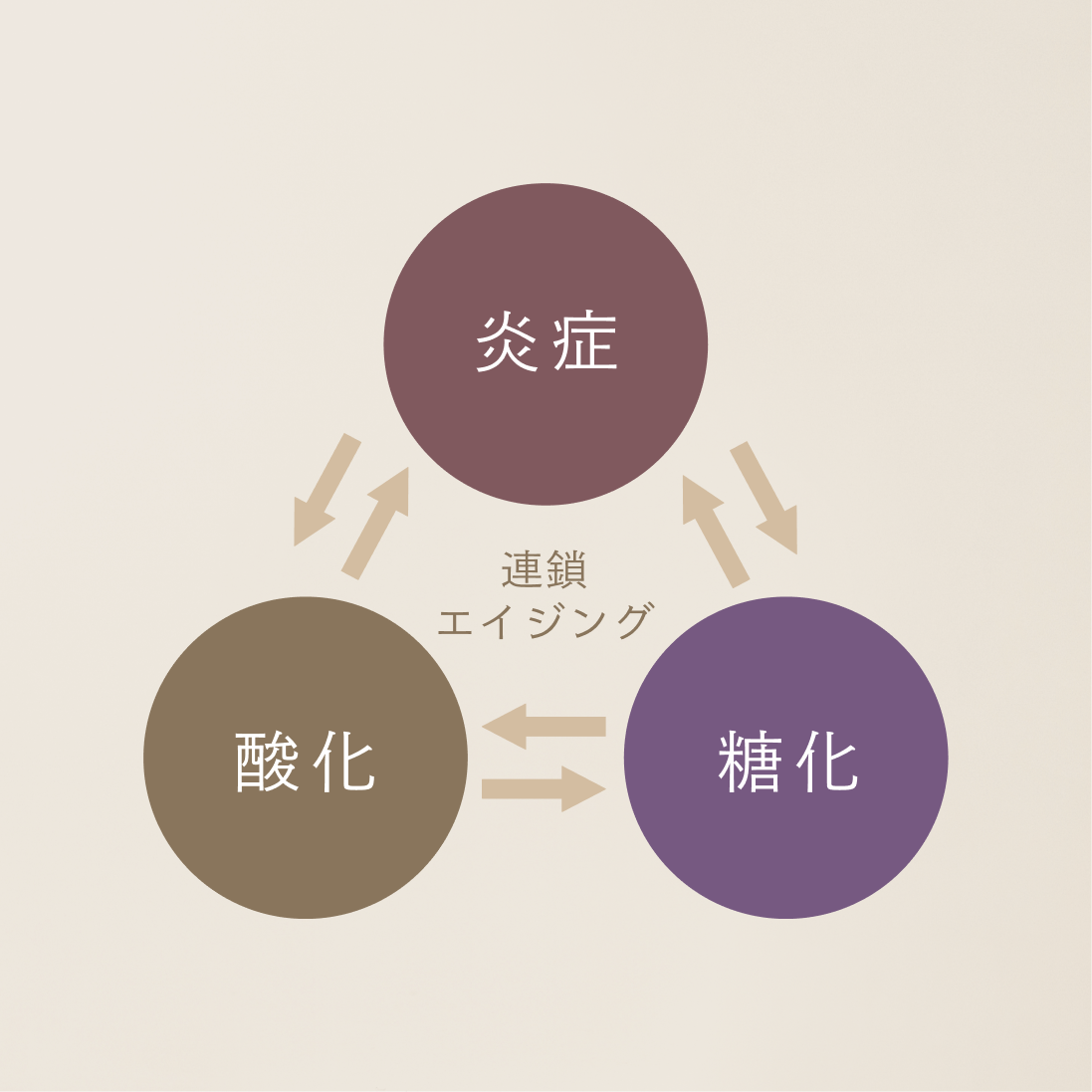 エイジングは連鎖し悪化する 酸化 × 糖化 × 炎症の関係とは