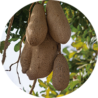 バオバブ種子油＊1