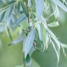 ウィローバーク