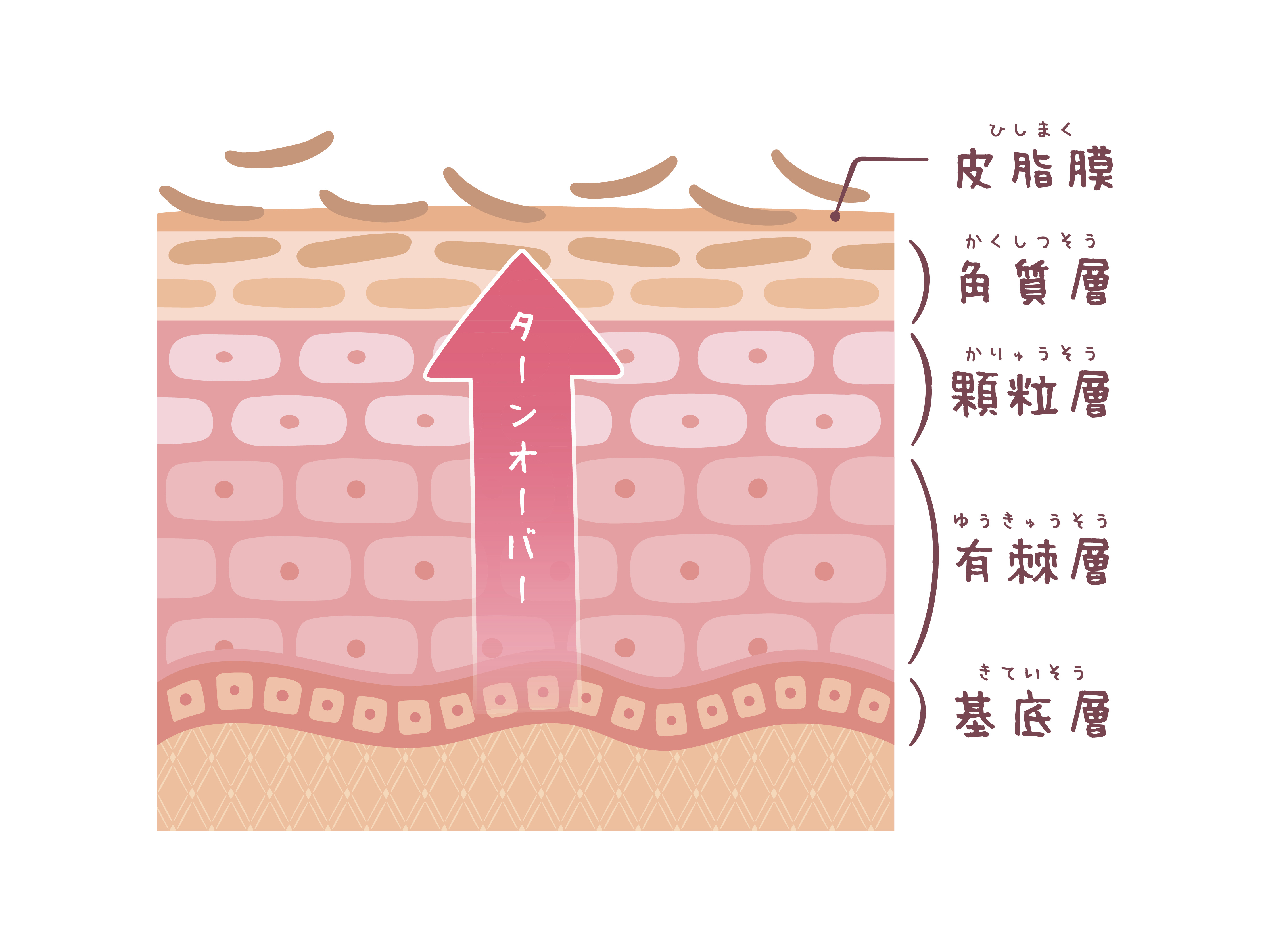 ターンオーバーの基礎知識とその重要性
