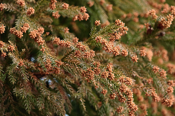 秋の花粉症が肌荒れを悪化させるメカニズム