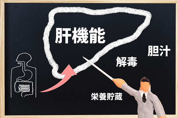 肝臓の役割と健康状態が肌に与える影響