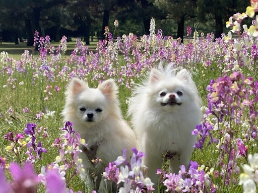 春は犬の皮膚がかゆくなる季節？！｜春に増えるアレルゲンと対策について獣医師が解説