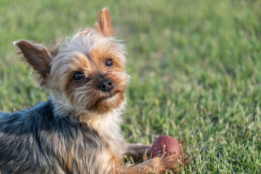ヨークシャーテリアの被毛のべたつき｜ヨークシャーテリアに多い皮膚病や日頃のケアを解説