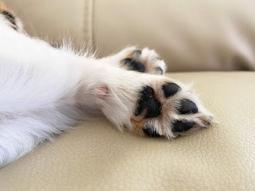 犬の肉球がカサカサする原因と対策｜犬の肉球のおすすめケアを獣医師が解説