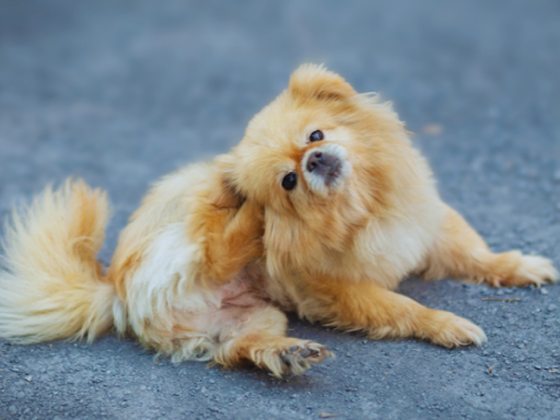 犬の外耳炎にはプロアクティブ療法が有効！｜犬の外耳炎の再発予防とおうちケアを獣医師が解説