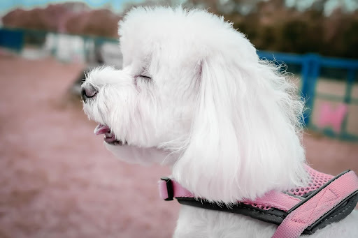 犬の耳の毛は抜くべき？｜犬の耳の穴に生える毛を抜くリスクと抜くべきタイミングを獣医師が解説！