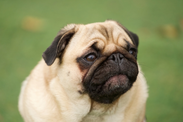 パグに多い皮膚病｜パグでよく見られる皮膚トラブルと日ごろのスキンケアを獣医師が解説